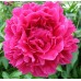 Пион Paeonia Felix Crousse